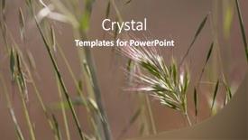  Presentation with ear - Presentation theme featuring close-up-view-of-wild background and a violet colored foreground