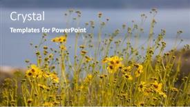  Presentation with yellow - PPT layouts having close-up-view-of-yellow background and a seafoam green colored foreground