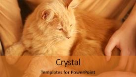  Presentation with cat - PPT theme consisting of close up view of young woman with her cat at home background and a gold colored foreground