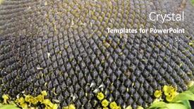  Presentation with sunflower - Beautiful slide deck featuring close-up-view-on-ripe and a coral colored foreground