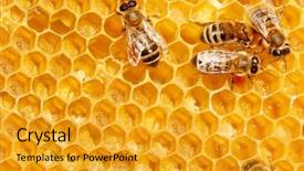  Presentation with working - Amazing slides having view of the working bee backdrop and a gold colored foreground