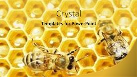  Presentation with honey - Beautiful slide set featuring view of the working bees backdrop and a yellow colored foreground