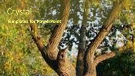  Presentation with tree river - Amazing presentation theme having close-up-view backdrop and a tawny brown colored foreground