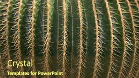  Presentation with cactus - Theme with close-up-view background and a tawny brown colored foreground