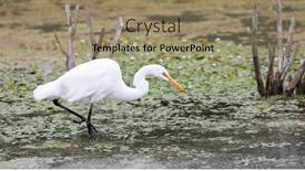  Presentation with bird hunting - Theme enhanced with close-up-view background and a  colored foreground