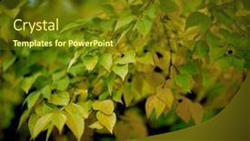  Presentation with autumn view autumn nature - Presentation design consisting of close-up-view background and a tawny brown colored foreground