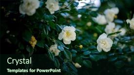  Presentation with memorial - PPT theme with close-up-view background and a wine colored foreground