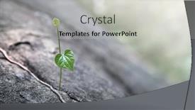  Presentation with vine - Theme enhanced with close-up-vine-plants-grow background and a light gray colored foreground