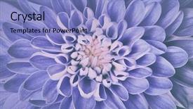  Presentation with vintage floral - Amazing slide set having pattern close-up vintage faded backdrop and a light blue colored foreground