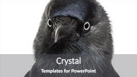  Presentation with jackdaw - PPT theme having close-up western jackdaw corvus background and a dark gray colored foreground