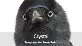  Presentation with jackdaw - Audience pleasing slide deck consisting of close-up western jackdaw corvus backdrop and a dark gray colored foreground