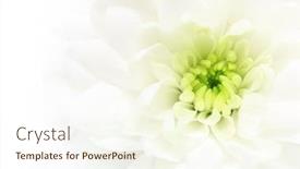  Presentation with daisy - Cool new PPT theme with close-up white daisy flower background backdrop and a cream colored foreground