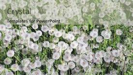  Presentation with white green - Slides having close-up-white-dandelions background and a mint green colored foreground