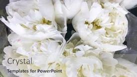  Presentation with tuberose - Beautiful slide set featuring close up white tuberose close view flower backdrop and a light gray colored foreground