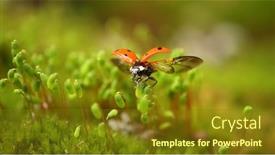  Presentation with ladybug - PPT theme featuring close-up-wildlife background and a tawny brown colored foreground