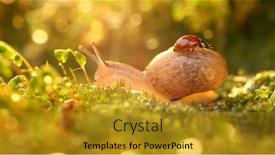  Presentation with ladybug - Cool new presentation with close-up-wildlife backdrop and a gold colored foreground