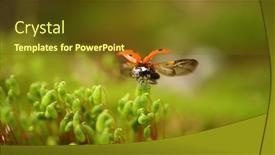  Presentation with ladybug - Amazing PPT theme having close-up-wildlife backdrop and a tawny brown colored foreground