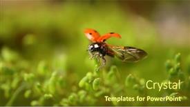  Presentation with ladybug - Cool new slides with close-up-wildlife backdrop and a tawny brown colored foreground