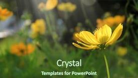  Presentation with daisy - Audience pleasing slide deck consisting of close up yellow daisy family backdrop and a  colored foreground