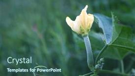  Presentation with yellow - Presentation theme having close-up-yellow-sponge-gourd background and a  colored foreground