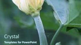  Presentation with yellow - Presentation design enhanced with close-up-yellow-sponge-gourd background and a  colored foreground