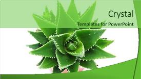  Presentation with aloe vera - Colorful presentation theme enhanced with close-ups of aloe vera backdrop and a seafoam green colored foreground