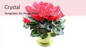  Presentation with tropical flowers close up - Theme consisting of close-ups of cyclamen flowers background and a  colored foreground