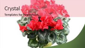  Presentation with white flowers - Slides with close-ups of cyclamen flowers background and a  colored foreground