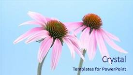  Presentation with echinacea - Amazing slides having close-ups of echinacea flowers isolated on blue backdrop and a sky blue colored foreground