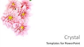  Presentation with pink white - Slides enhanced with close-ups-of-pink-dahlia background and a white colored foreground