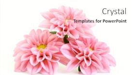  Presentation with pink white - Amazing theme having close-ups-of-pink-dahlia backdrop and a white colored foreground
