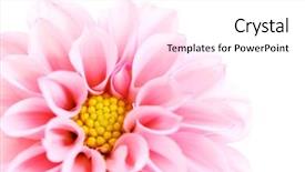  Presentation with dahlia - Audience pleasing presentation consisting of close-ups of pink dahlia backdrop and a white colored foreground