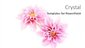  Presentation with pink white - Slides consisting of close-ups-of-pink-dahlia background and a white colored foreground