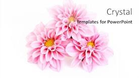  Presentation with pink white - Beautiful presentation theme featuring close-ups-of-pink-dahlia backdrop and a white colored foreground