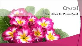  Presentation with pink and white roses - Theme featuring close-ups of pink primula isolated on white background and a white colored foreground