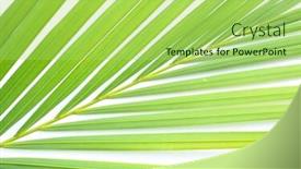  Presentation with palm - Amazing slides having close-ups palm-leaf backdrop and a yellow colored foreground