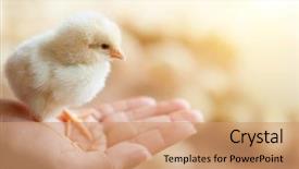  Presentation with chick - Slide set consisting of close view of baby chick background and a coral colored foreground