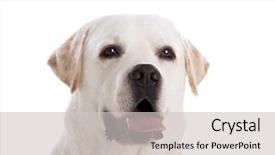  Presentation with wind energy close up portrait - Audience pleasing slides consisting of close-yp portrait of a beautiful labrador retriever breed isolated on white background backdrop and a light gray colored foreground