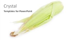  Presentation with corn cob - Presentation theme enhanced with closed corn cob isolated on white background background and a white colored foreground