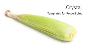  Presentation with corn cob - Slides consisting of closed corn cob isolated on white background background and a white colored foreground
