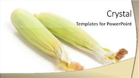  Presentation with corn cob - Colorful slides enhanced with closed corn cob isolated backdrop and a white colored foreground
