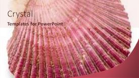  Presentation with mollusk - Theme having closed-scallop-bivalve-mollusk-close background and a  colored foreground