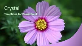  Presentation with cosmos - Presentation design having closed-up-beautiful-pink-cosmos background and a tawny brown colored foreground
