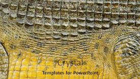  Presentation with skin - Amazing presentation design having closed up of crocodiles skin in yellow backdrop and a gold colored foreground