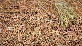  Presentation with spruce - Slide set enhanced with closeup-background-and-texture background and a coral colored foreground