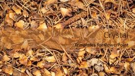  Presentation with spruce - Colorful PPT layouts enhanced with closeup-background-and-texture backdrop and a red colored foreground