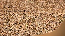  Presentation with spruce - Presentation design with closeup-background-and-texture background and a coral colored foreground