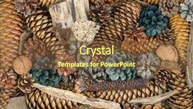  Presentation with lichen - Amazing slide set having closeup background texture photo of dried lichen branch bark pine cones with natural tone and colored in a wooden tray backdrop and a tawny brown colored foreground