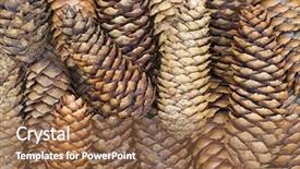  Presentation with pine - Audience pleasing presentation design consisting of closeup background texture photo of dried pine cones with natural tone on wooden tray backdrop and a tawny brown colored foreground