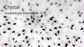  Presentation with dragon fruit - Audience pleasing PPT layouts consisting of closeup background texture photo of fresh dragon fruit with many black seeds backdrop and a light gray colored foreground